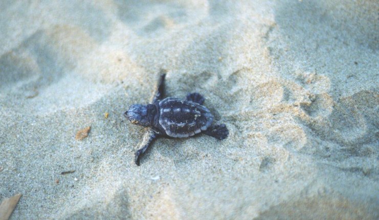 KARETTA KARETTA -  The Loggerhead Sea Turtle, Caretta-caretta the only marine turtle nesting in Greece and the Mediterranean. Zakynthos is has the largest hatchery left in the Mediterranean where about 2,000 nests are laid annually.